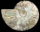 Silver Iridescent Ammonite - Madagascar #47492-1